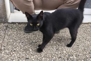Alerta descoberta Gato Desconhecido Mont-de-Marsan França