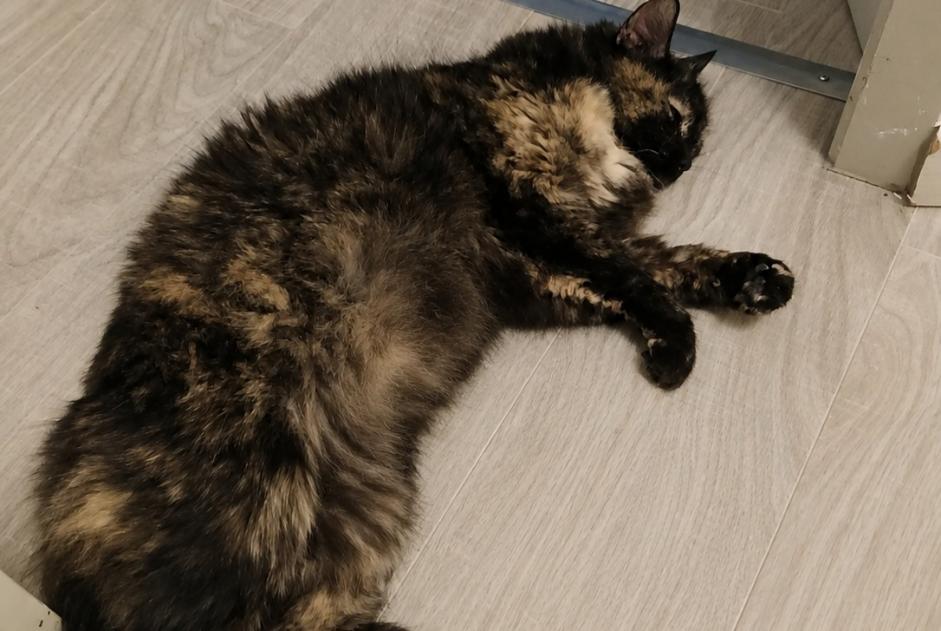 Alerta desaparecimento Gato cruzamento Fêmea , 13 anos Culoz-Béon França
