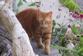 Alerta desaparecimento Gato Fêmea , 21 anos Mortagne-sur-Gironde França
