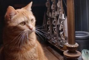 Alerta desaparecimento Gato Fêmea , 21 anos Mortagne-sur-Gironde França