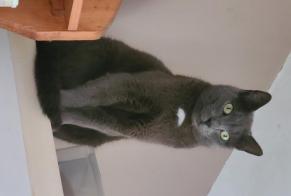 Alerta desaparecimento Gato cruzamento Macho , 5 anos Vineuil França