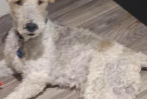 Alerta desaparecimento Cão  Macho , 13 anos Saint-Maurice-en-Chalencon França