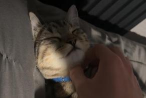 Alerta desaparecimento Gato  Macho , 1 anos Asnières-sur-Seine França