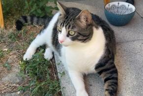 Alerta desaparecimento Gato  Macho , 4 anos Chambéry França