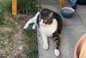 Alerta desaparecimento Gato  Macho , 4 anos Chambéry França