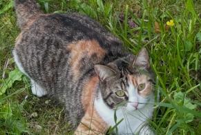 Alerta desaparecimento Gato Fêmea , 2 anos Osny França