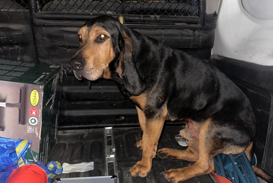 Alerta descoberta Cão cruzamento Macho Sainte-Maure França