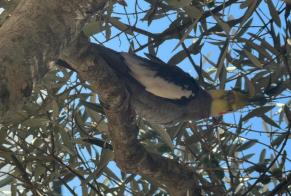 Alerta descoberta Pássaro Desconhecido Colomiers França