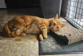 Alerta descoberta Gato Macho , 1 ano Le Mans França
