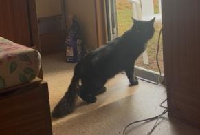 Alerta desaparecimento Gato Macho , 6 anos Largentière França