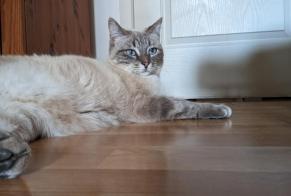Alerta desaparecimento Gato Fêmea , 5 anos Le Poujol-sur-Orb França
