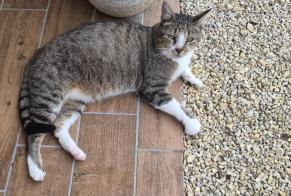 Alerta descoberta Gato cruzamento Macho Boivre-la-Vallée França