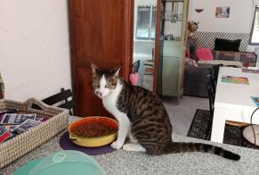 Alerta desaparecimento Gato cruzamento Macho , 3 anos Bressols França
