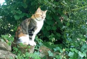 Alerta desaparecimento Gato Fêmea , 3 anos Loctudy França