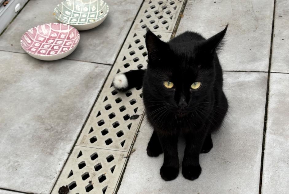 Alerta descoberta Gato Macho Croix França