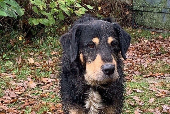 Alerta desaparecimento Cão  Fêmea , 6 anos Lannemezan França