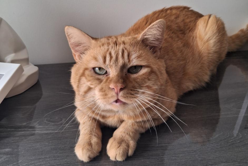 Alerta descoberta Gato Macho Neuville-aux-Bois França