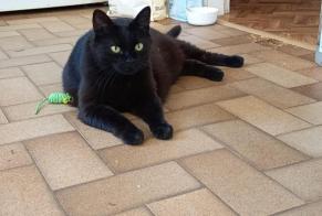 Alerta desaparecimento Gato cruzamento Macho , 3 anos Le Mans França