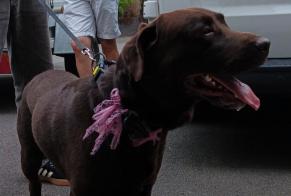 Alerta descoberta Cão  Macho Romillé França