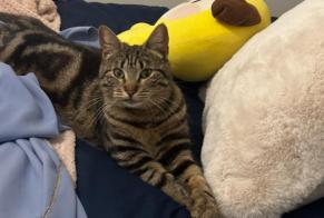 Alerta desaparecimento Gato  Fêmea , 1 anos Nîmes França