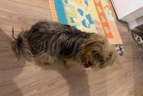 Alerta descoberta Cão  Desconhecido La Tour-du-Pin França