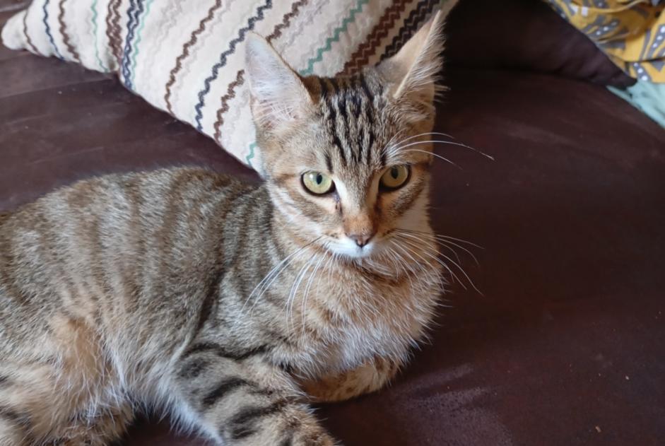 Alerta descoberta Gato cruzamento Macho Couzeix França