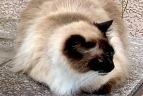 Alerta desaparecimento Gato cruzamento Fêmea , 6 anos Marclopt França
