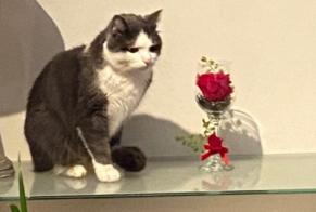 Alerta desaparecimento Gato Macho , 3 anos Trouville-sur-Mer França