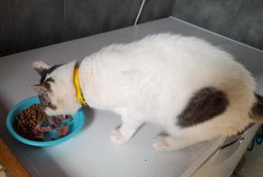 Alerta desaparecimento Gato cruzamento Macho , 11 anos Chambost-Allières França