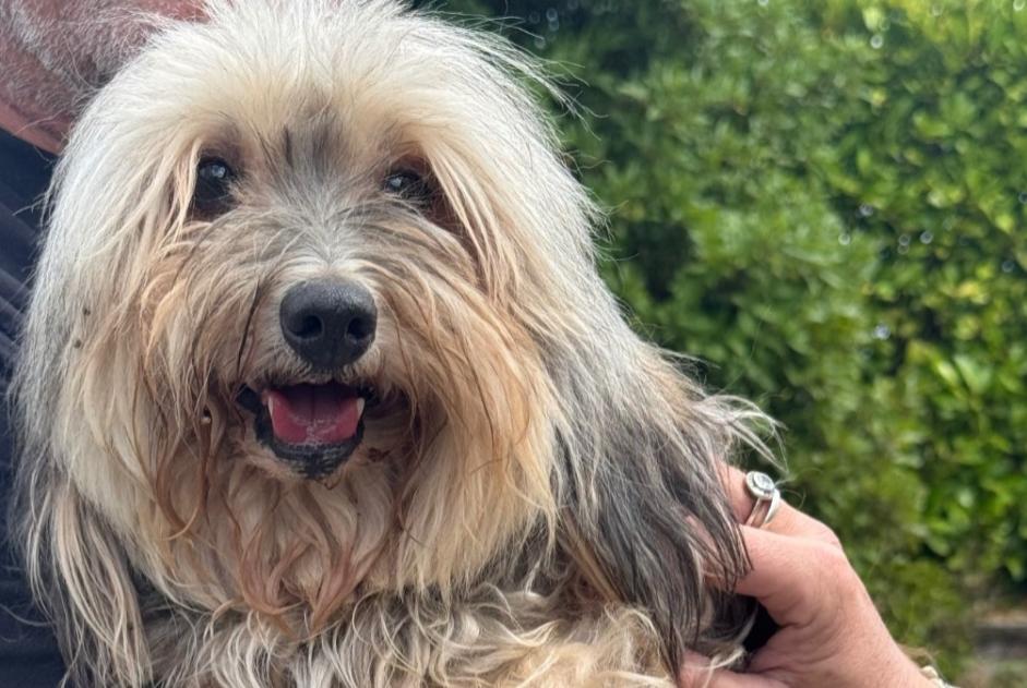 Alerta descoberta Cão Fêmea Dinan França