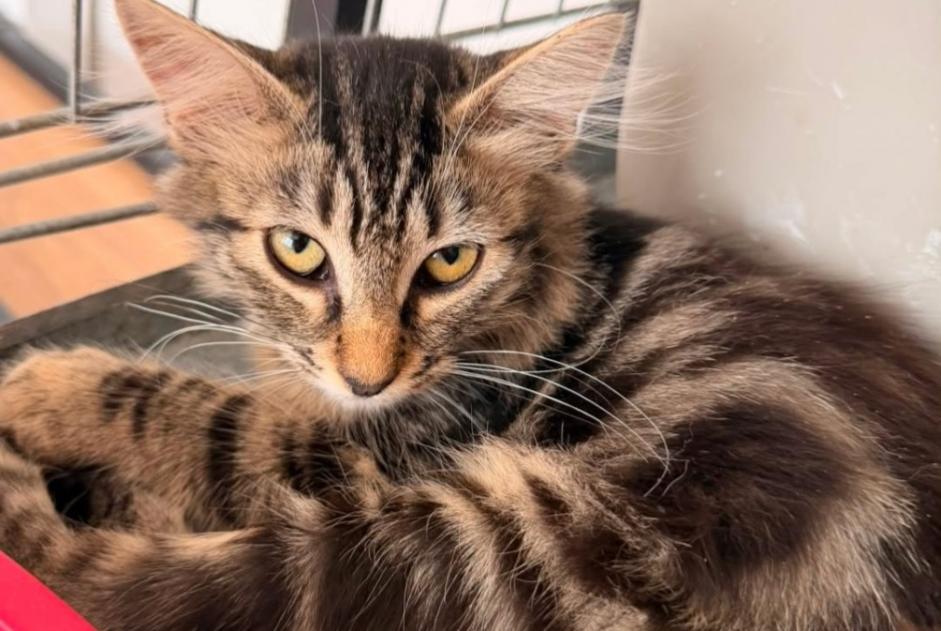 Alerta desaparecimento Gato  Fêmea , 0 anos Saint-Étienne França