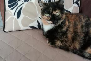 Alerta desaparecimento Gato  Fêmea , 14 anos Idron França
