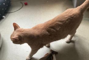 Alerta desaparecimento Gato Macho , 11 anos Paris França