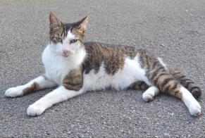 Alerta descoberta Gato Macho , 4 anos Tergnier França