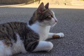 Alerta descoberta Gato Macho , 4 anos Tergnier França
