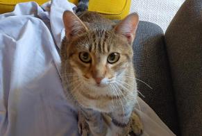 Alerta descoberta Gato  Macho , Entre 7 e 9 meses La Voulte-sur-Rhône França