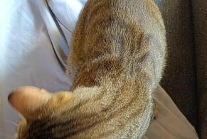 Alerta descoberta Gato  Macho , Entre 7 e 9 meses La Voulte-sur-Rhône França