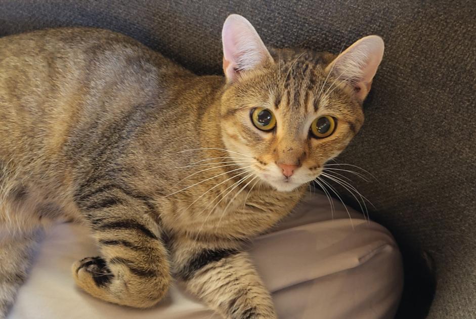 Alerta descoberta Gato  Macho , Entre 7 e 9 meses La Voulte-sur-Rhône França