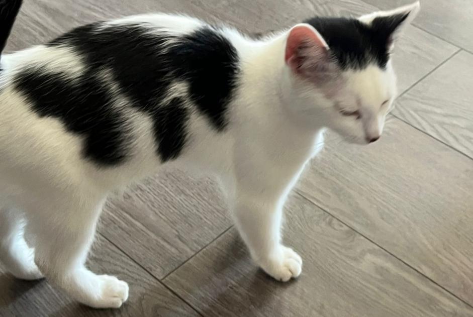 Alerta descoberta Gato cruzamento Macho Bousse França