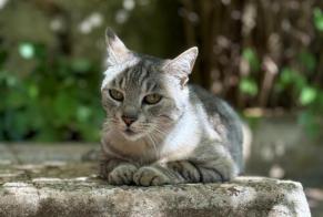 Alerta desaparecimento Gato  Macho , 11 anos Carnoules França