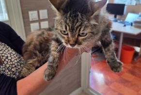 Alerta descoberta Gato Fêmea Saint-Jean-Brévelay França