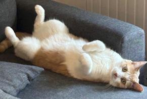 Alerta desaparecimento Gato cruzamento Fêmea , 4 anos Althen-des-Paluds França