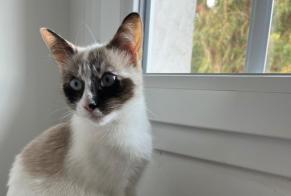 Alerta desaparecimento Gato cruzamento Fêmea , 1 anos Hasparren França