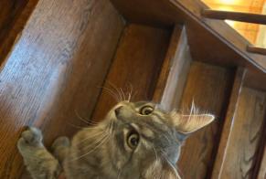 Alerta descoberta Gato  Desconhecido Le Mans França