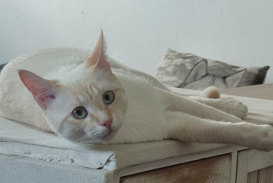 Alerta desaparecimento Gato  Macho , 2 anos Montauban França