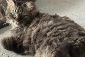 Alerta desaparecimento Gato  Fêmea , 8 anos Ternay França
