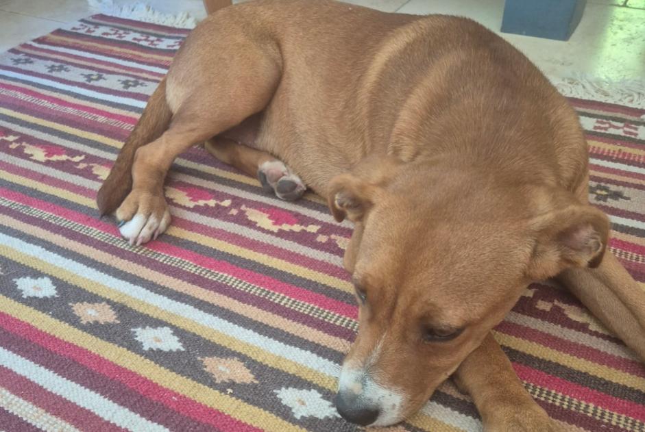 Alerta descoberta Cão cruzamento Macho Aigre França