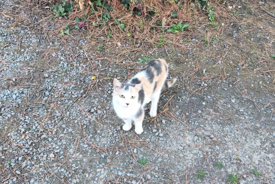 Alerta descoberta Gato  Desconhecido Nantes França