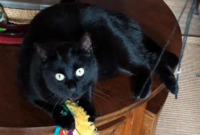 Alerta desaparecimento Gato Macho , 8 anos Colombelles França