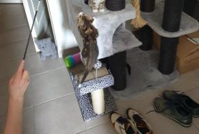 Alerta desaparecimento Gato Macho , 3 anos Saint-Raphaël França